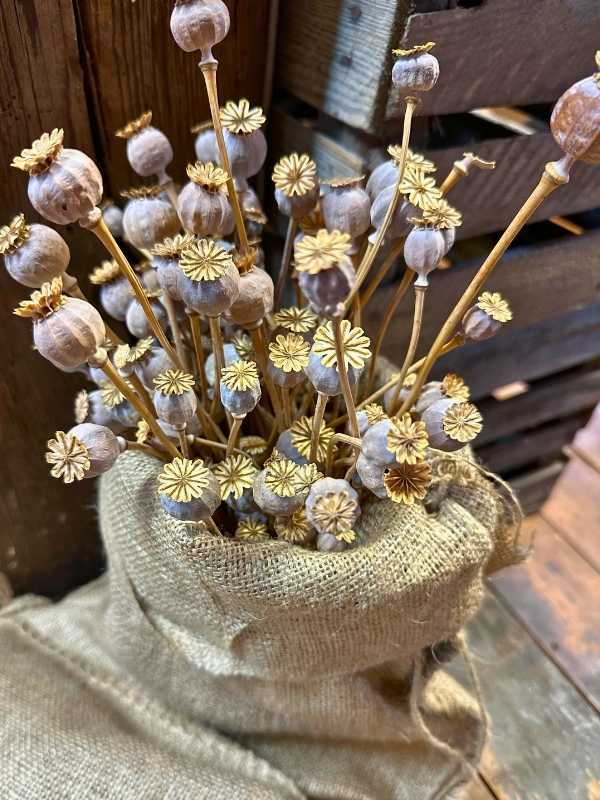 Seeberg Poppy Seed Rustikální jutový pytel obsahuje suché makovice s dlouhými, štíhlými stonky. Pozadí tvoří dřevěná bedýnka, která vytváří přírodní a zemité ladění.<br />